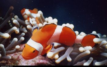clown fish , puerto galera , philipinnes , one of my firs... by Mike Cartwright 